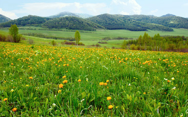 Beautiful alpine landscape with colorful flowers