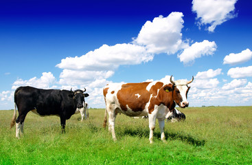 Cows grazing on pasture