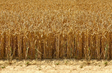 Erntereifes Getreidefeld