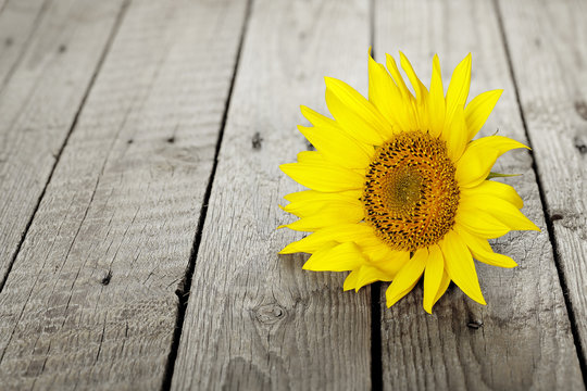 sunflower on wood