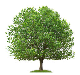 Fototapeta premium Freigestellter Kirschbaum mit Früchten