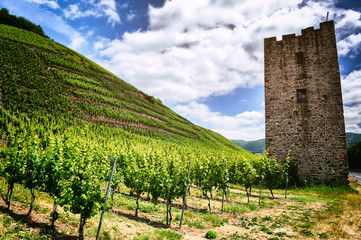 Fototapeta na wymiar Summer landscape with vineyard