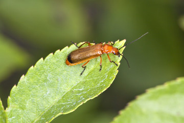 Roter Weichkäfer