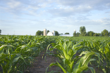 Selective focus view of cornfield and farm
