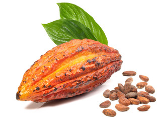Kakao - Kakaoschote mit Kakaobohnen