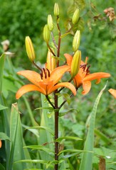 orange lily flower