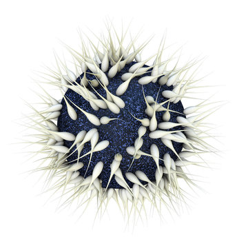 Ei und Spermien - 3d Render