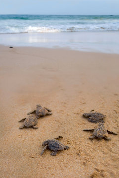 Baby turtles making it's way to the ocean