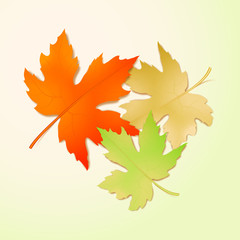 Autumn maple leaves. Vector illustration