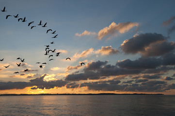 Geese at Sunset