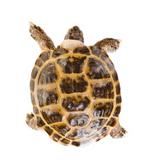 Fototapeta premium tortoise