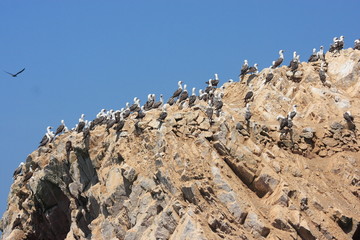 uccelli marini isole ballestas penisola di paracas perù