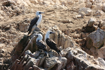 uccelli marini isole ballestas penisola di paracas perù