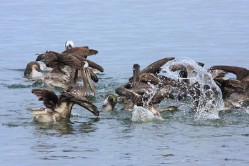 uccelli marini isole ballestas penisola di paracas perù