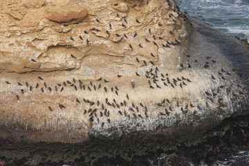 uccelli marini isole ballestas penisola di paracas perù
