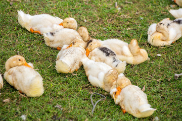 Group of duckling resting on the grass