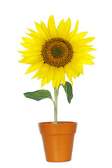 sunflower in pot