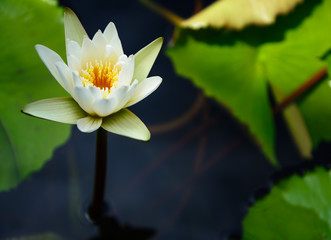 Lotus flower