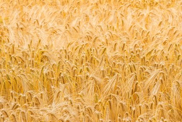 Weizenfeld im Sommerlicht