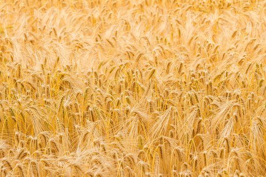 Weizenfeld im Sommerlicht