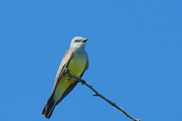 Western Kingbird