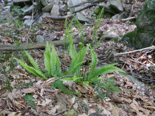 Rippenfarn - Blechnum spicant