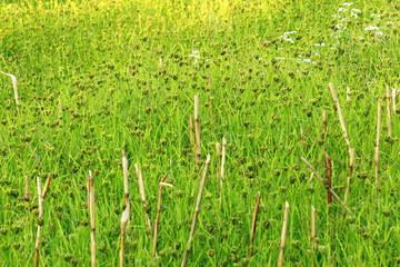 Obraz premium Green field in Dhampus-Nepal. 0505