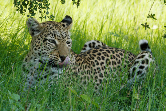Leopardenzunge