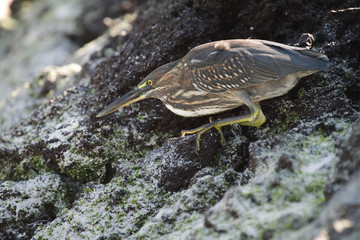 Galapagos heron in San Cristobal island