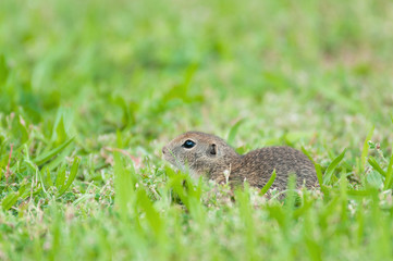 Naklejka na ściany i meble european ground squirrel hidden in the grass