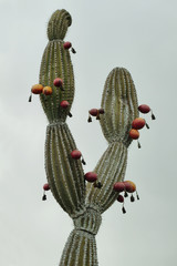 Detail of cactus in Lobos island