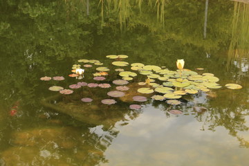 Obraz na płótnie Canvas water - lily on water