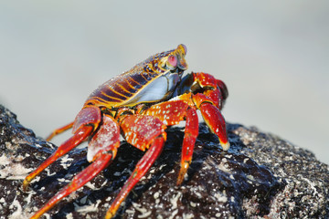 Galapagos red rock crabs