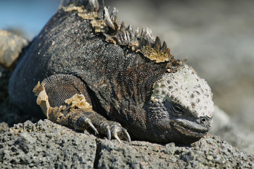 Galapagos Marine Iguana resting on rocks