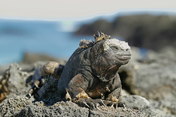Galapagos Marine Iguana resting on rocks