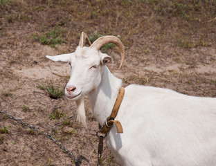 The portrait of white goat