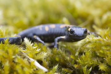 Fire salamander amphibian on green moss