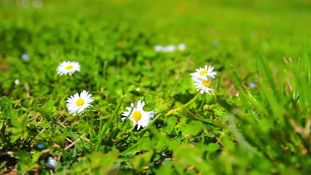 Tramples the living flower