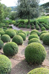 Boules de buis