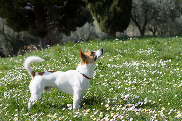dog attention