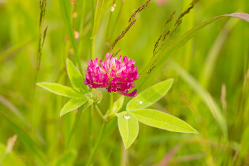 Clover flower on a meadow