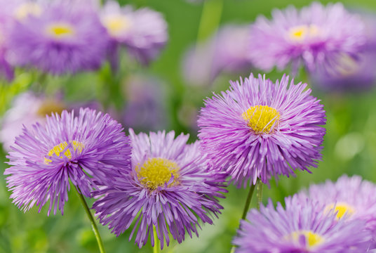 Purple summer flower