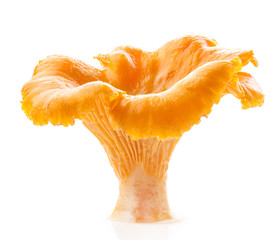 Edible wild mushroom chanterelle (Cantharellus cibarius) isolate