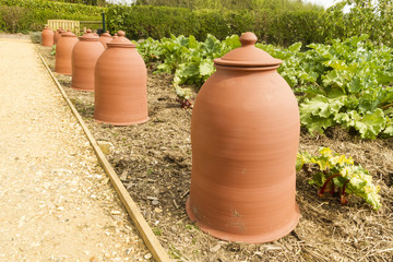 Terracotta rhubarb forcing pots in a row.