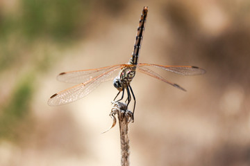 Dragonfly