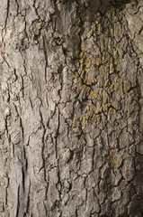 Tree Bark Background