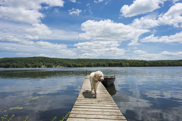 Dog on the Cottage Dock