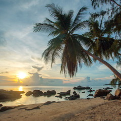 A beautiful tropical beach with palm trees at Koh Phangan island