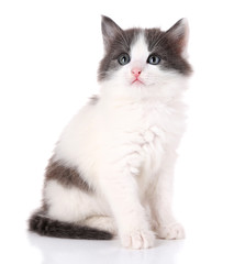 Cute little kitten isolated on white