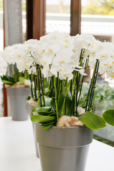 beautiful orchid